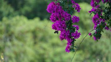 flera fjärilar flygande runt om de lila blommor blomning i de trädgård i sommar foto