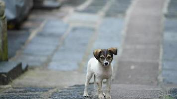 de söt hund se med de förtjusande stat i de gård foto