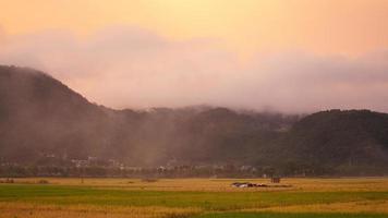 de skörd gul ris fält se belägen i de dal bland de bergen med de molnig himmel som bakgrund foto