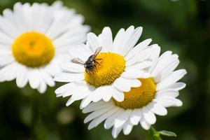 bi pollinerande blomma foto