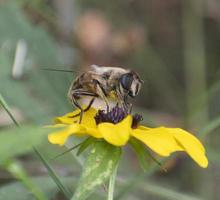 bi pollinerande blomma upp stänga foto