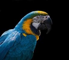 papegoja ara porträtt med svart bakgrund foto