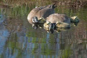 kanadensisk gäss i damm med goslings foto