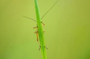 ett grön gräshoppa sitter på en stjälk i en äng foto