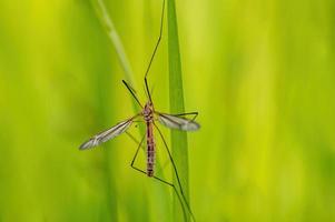 ett kran flyga sitter på blad av gräs i en äng foto