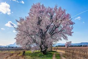 naturskön se av mandel träd i blomma i provence söder av Frankrike foto