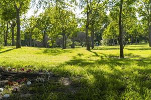 solnedgång i en parkera, ljus filtrering genom de träd, latin Amerika foto