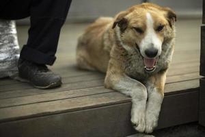 hund lögner på fötter av ägare. djur- vilar på veranda. foto