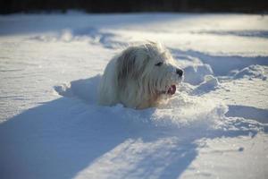 hund i snö. gå med husdjur. hund med vitt hår på vintern i parken. foto