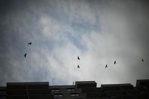 gal flyga i mörk himmel. fåglar cirkulerande över stad. flock av fåglar i kväll. foto