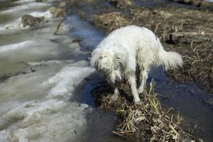 hund på promenad i skogen. hund i träsk. sällskapsdjur i natur i parkera. foto