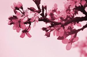 blommande gren av aprikos träd. tidigt blommande av träd i april bild tonad i viva magenta, Färg av de 2023 år foto