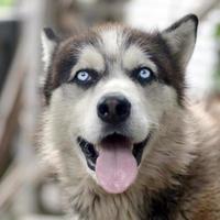 arktisk malamute med blå ögon munkorg porträtt stänga upp. detta är en ganska stor hund inföding typ foto