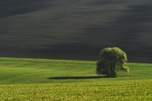 träd på grön fält i moravia. skön natur. lantlig scen foto