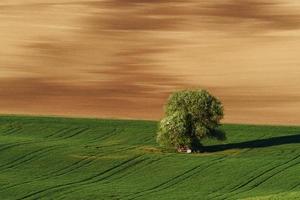 gyllene färgad äng. träd på grön fält i moravia. skön natur. lantlig scen foto