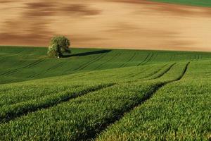 gyllene färgad äng. träd på grön fält i moravia. skön natur. lantlig scen foto