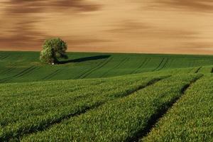 gyllene färgad äng. träd på grön fält i moravia. skön natur. lantlig scen foto