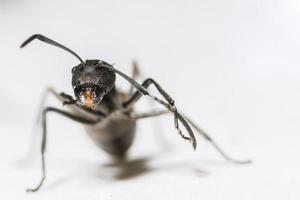 svart myra på vit bakgrund foto