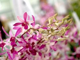 rosa orkidéblommor