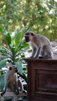 två apor i en trädgård foto