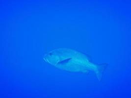 stor allmänning dentex fisk i blå vatten från egypten sida se foto