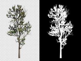 träd på transparent bild bakgrund med klippning väg, enda träd med klippning väg och alfa kanal på svart bakgrund foto