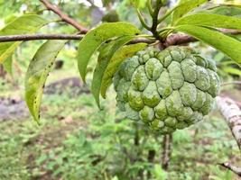 färsk organisk socker äpple socker äpple frukt fortfarande hängande på de träd foto