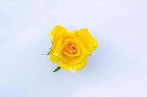 topp se av blomning gul Färg reste sig blomma som kärlek form isolerat på vit papper bakgrund. foto