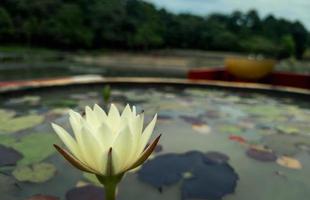 stänga upp Foto av skön lotus blomma selektiv fokus, lotus blomma tapet, blomma naturlig bakgrund