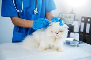 veterinär för behandla sjuk katter, upprätthålla djur- hälsa begrepp, djur- sjukhus foto