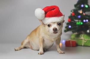 brun kort hår chihuahua hund bär röd santa jul hatt Sammanträde på vit bakgrund med jul träd och röd och grön gåva låda. foto