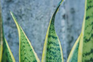 grön blad sansevieria trifasciata, dekorativ hus växt foto