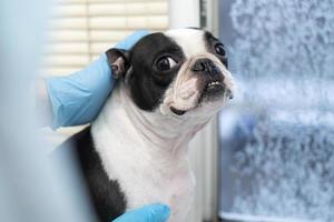 boston terrier sällskapsdjur hund på reception på veterinär läkare i veterinär klinik. djur- vård begrepp. veterinär tjänster. sällskapsdjur hälsa vård foto