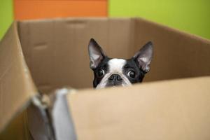 rolig boston terrier hund spelar och försiktigt utseende ut av en kartong låda foto