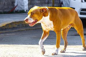 brun herrelös hund på de färja i chiquila Mexiko. foto