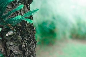 selektiv fokus av tall träd bark med fläck grön bakgrund. foto