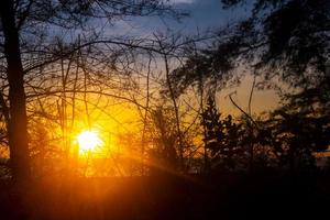 träd silhuett solnedgång natur bakgrund foto