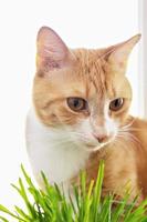 en röd katt äter grön gräs grön saftig gräs för katter, grodd havre är användbar för katter. foto