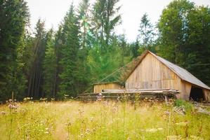 trä- ladugård i skog foto