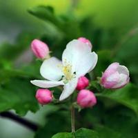 rosa äppleblommor foto