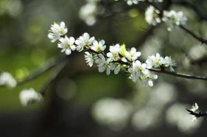 skön vår blomstrande foto