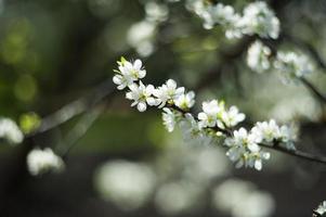 skön vår blomstrande foto