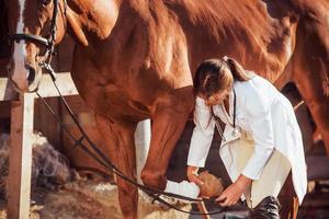 använder sig av bandage till läka de ben. kvinna veterinär granskning häst utomhus på de bruka på dagtid foto