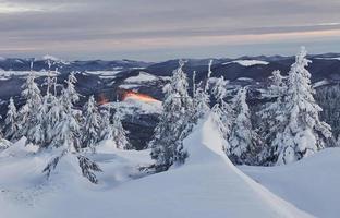 snö omslag massa av jord och träd. magisk vinter- landskap foto