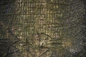 gammal stor träd bark texturerad Maj vara Begagnade som en bakgrund tapet foto