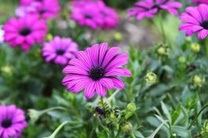 resa till Chiang Mai, thailand. blomning lila afrikansk daisy blommor på de äng. foto