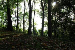 resa till chiang maj, thailand. de höst landskap i en skog med skuggor av de träd och torr lövverk på en gräs på en solig dag. foto