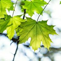 grön lönn blad belyst förbi de Sol foto