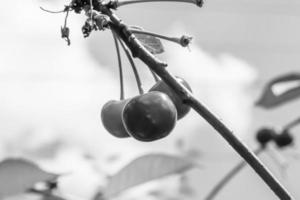 fotografi på tema skön frukt gren körsbär träd foto