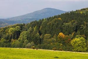 höst landskap med gul löv på en solig dag foto